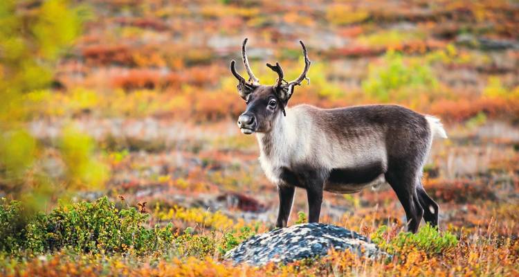 A reindeer standing on colorful autumn tundra.