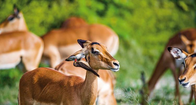 Botswana, Zimbabwe, Namibia - Okavango - DERTOUR 7