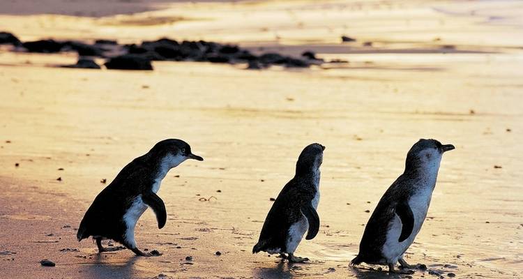 Experience Melbourne (3 destinations) - DERTOUR 5
