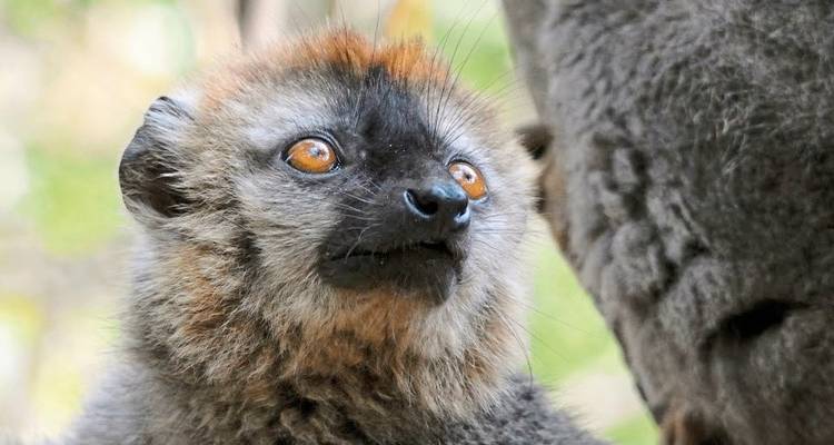 Madagascar, paradis naturel - DERTOUR 5