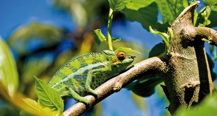 Madagascar, paradis naturel - DERTOUR 2