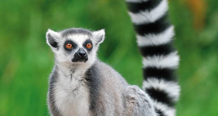 Madagascar, paradis naturel - DERTOUR 6