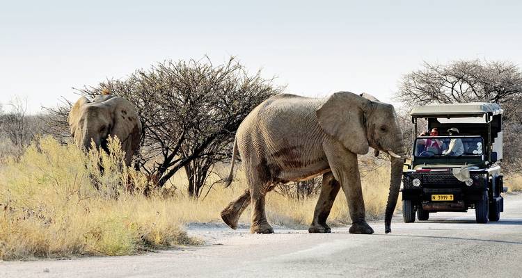 Zwei Elefanten überqueren eine Straße in einem Naturschutzgebiet mit einem Safari-Fahrzeug in der Nähe.