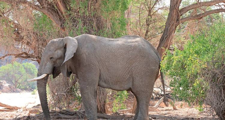 Ein einsamer Elefant steht im Schatten eines großen Akazienbaums in einer trockenen namibischen Landschaft.