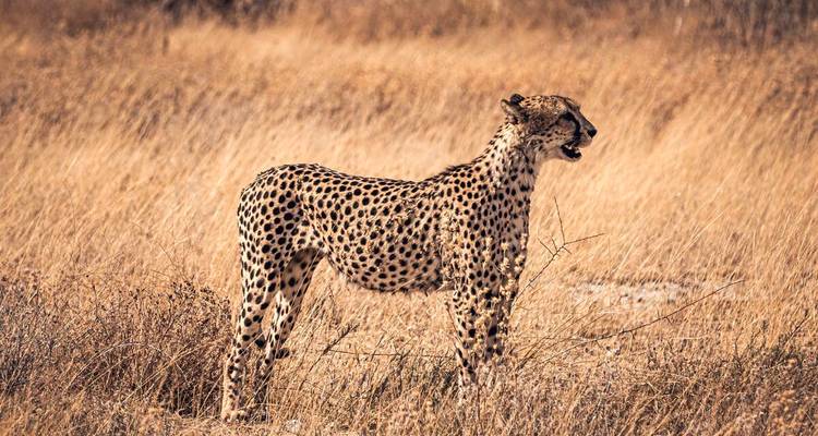 Ein Gepard steht aufmerksam im hohen goldenen Gras in einer offenen Ebene.