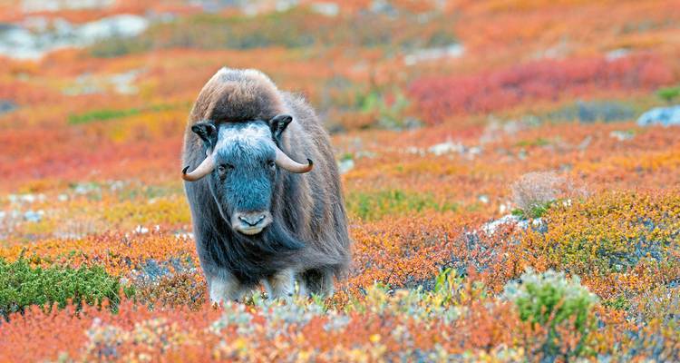 Musk ox standing in autumnal tundra.