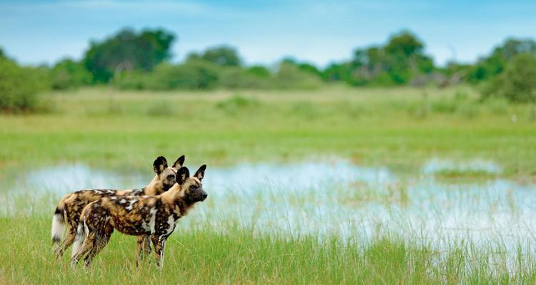 Afrikanische Wildhunde blicken über eine Savannenebene.