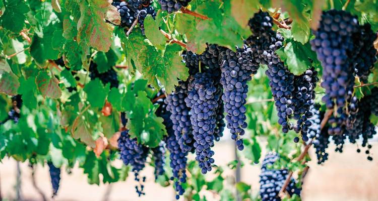 Racimos de uvas oscuras y maduras colgando debajo de las hojas verdes de la viña bajo la luz solar brillante.