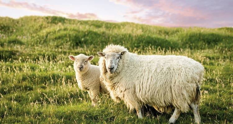 The magic of Ireland - coast, culture and Celtic traces - DERTOUR 4