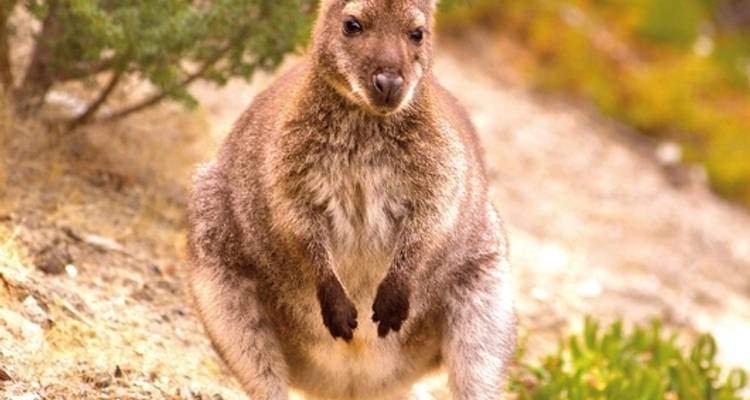 Tasmania por tu cuenta - DERTOUR 6
