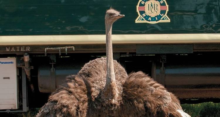 Rovos Rail - The Pride of Africa (from Zug to Pretoria) - DERTOUR 7