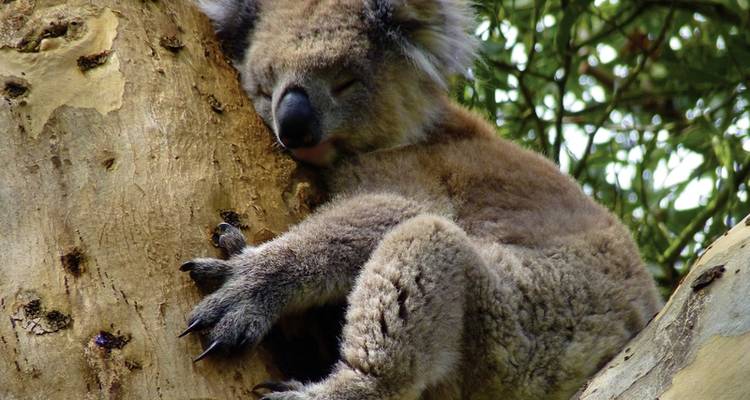 Great Ocean Road & Grampians - DERTOUR 10