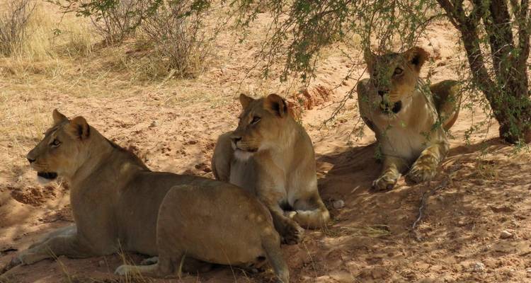Three lions resting under a tree in a sandy area.