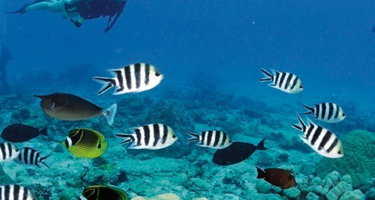 Navegando por el paraíso - S.V. Sea Pearl (7 días/6 noches, desde/hasta Praslin) - DERTOUR 2