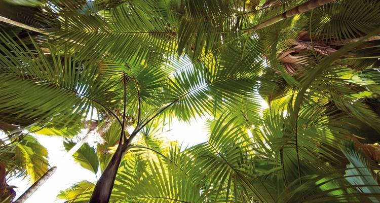 Navegando por el paraíso - S.V. Sea Pearl (7 días/6 noches, desde/hasta Praslin) - DERTOUR 9
