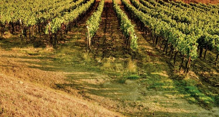 Car tour from culture to pleasure in Tuscany - DERTOUR 3