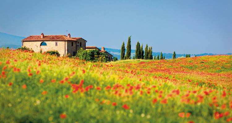 Champ de campagne avec des coquelicots et une maison rustique.