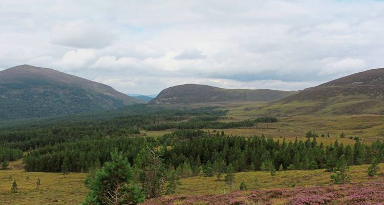 Vaste paysage de collines ondulantes et de forêts de pins sous un ciel nuageux.
