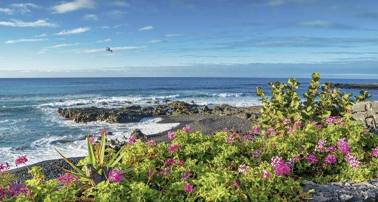 Rayons de soleil filtrant sur des vignobles en terrasses et des palmiers au bord de la mer.