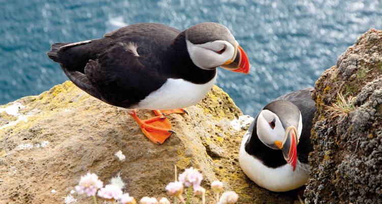 Zwei Papageientaucher sitzen auf einer felsigen Klippe am Meer.