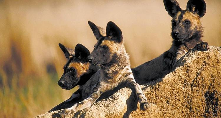 Mpumalanga - En el reino de los animales salvajes - DERTOUR 2