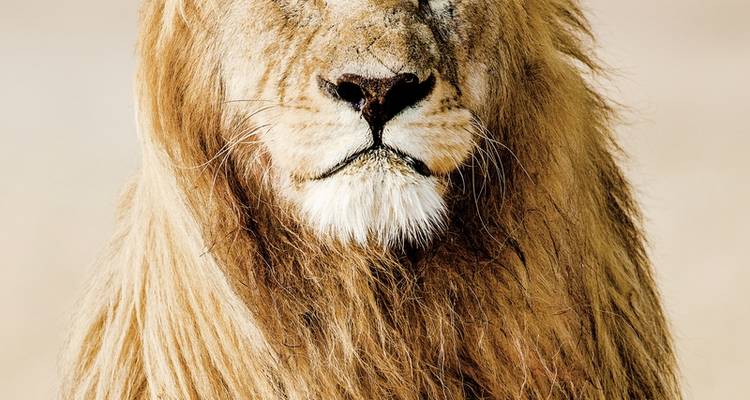 Mpumalanga - En el reino de los animales salvajes - DERTOUR 7
