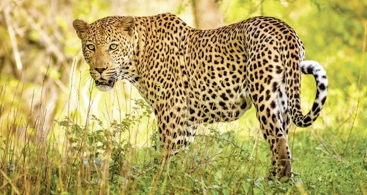 Mpumalanga - En el reino de los animales salvajes - DERTOUR 8