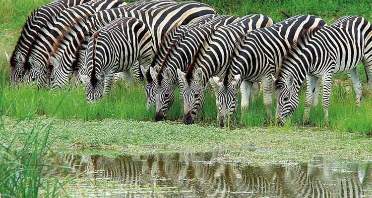 Mpumalanga - In the realm of wild animals - DERTOUR 10