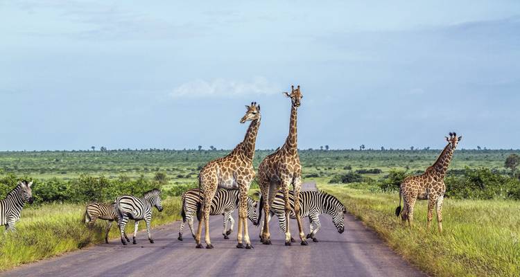 Herde von Giraffen und Zebras, die eine Straße überqueren.