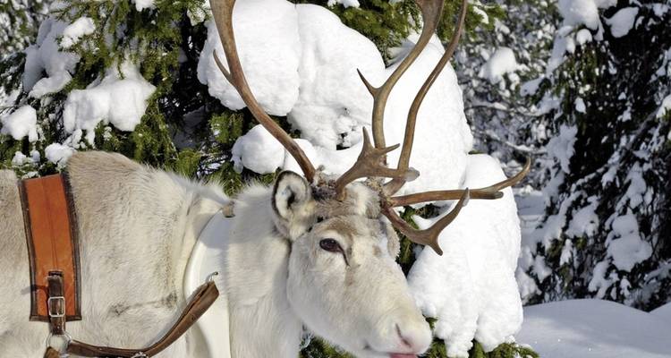Winter fun in Finnish Lapland - DERTOUR 7