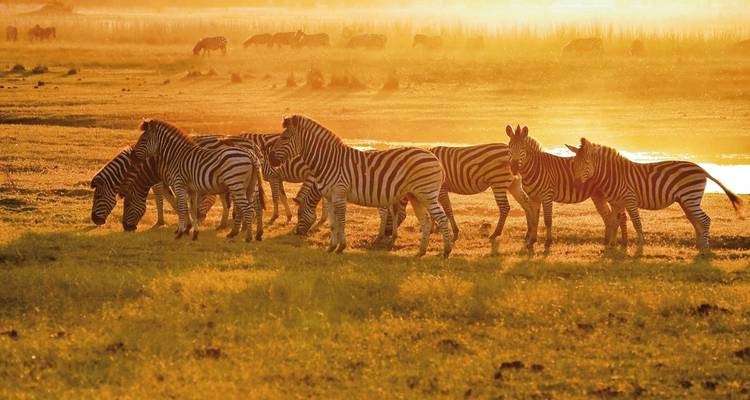 Drifters - Botswana Explorer 17 nights from/to Johannesburg - DERTOUR 4