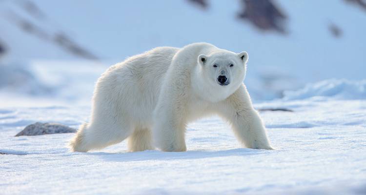 Eisbär, der auf schneebedecktem Boden läuft.