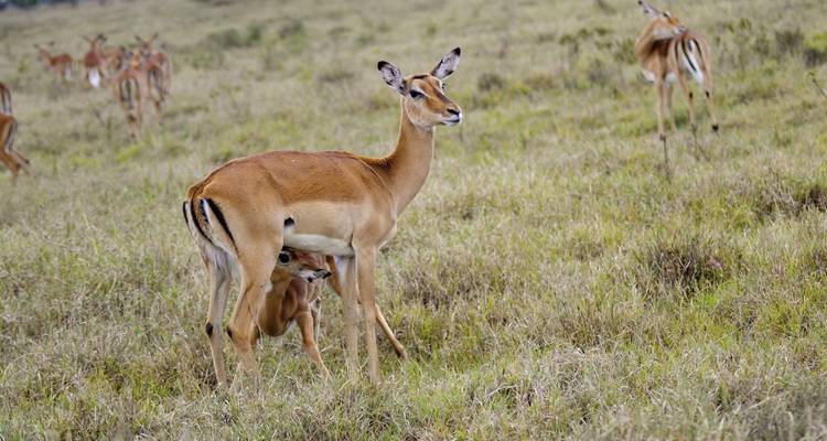 Adventure Kenya - DERTOUR 6