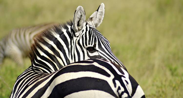 Adventure Kenya - DERTOUR 8