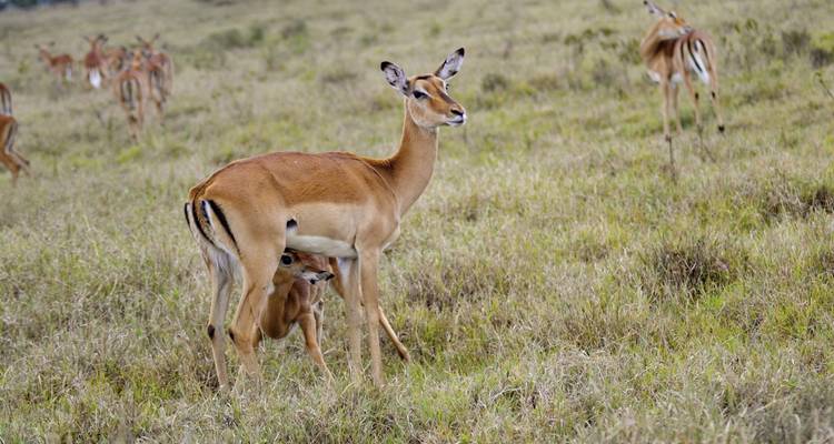 Une impala allaitant son petit dans une plaine herbeuse.