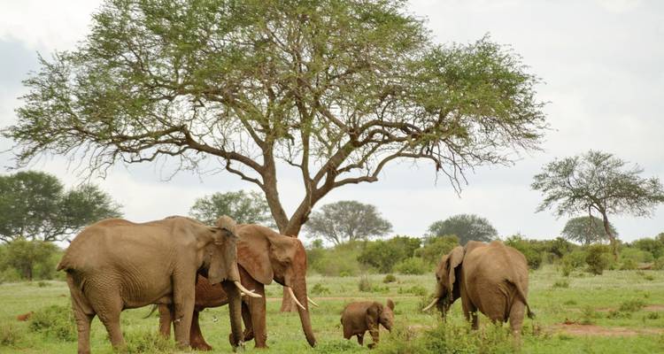Une famille d'éléphants sous un grand arbre.