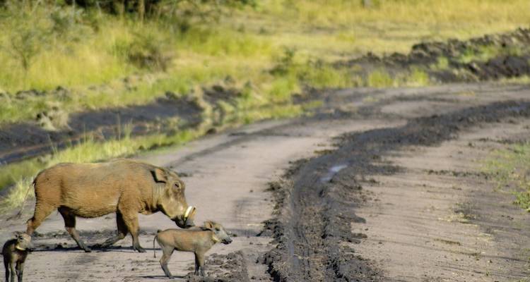 Un phacochère traversant un chemin de terre avec ses petits.