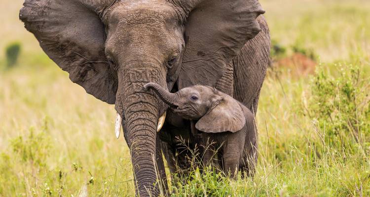 Éléphant avec son petit debout dans un champ herbeux.