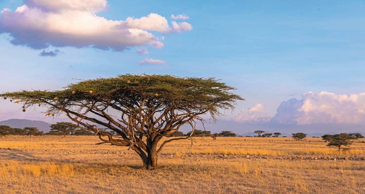 Acacia solitaire se dressant dans la savane ouverte sous un ciel pittoresque.