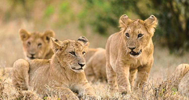 Groupe de lionceaux jouant dans l'herbe sèche de la savane.