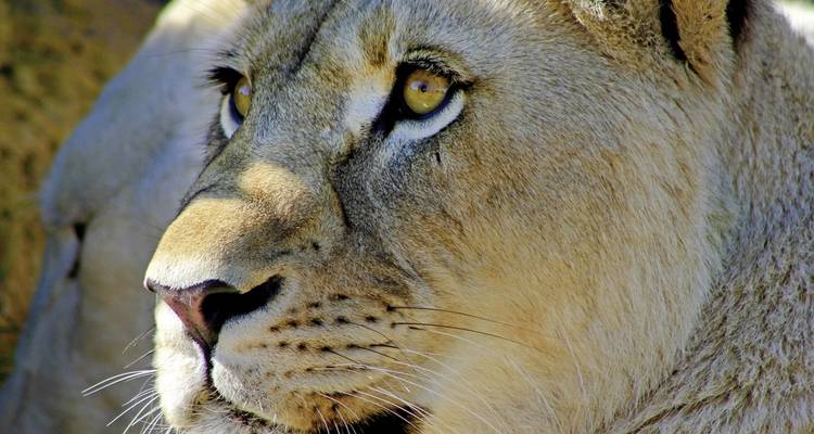 Wellness, wine & wild animals - DERTOUR 5