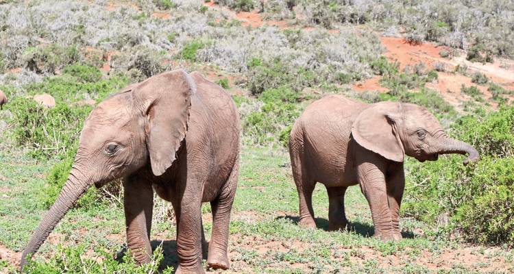 Fascination de la Route des Jardins, Karoo et Addo - DERTOUR 1