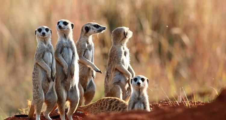 Fascination de la Route des Jardins, Karoo et Addo - DERTOUR 10
