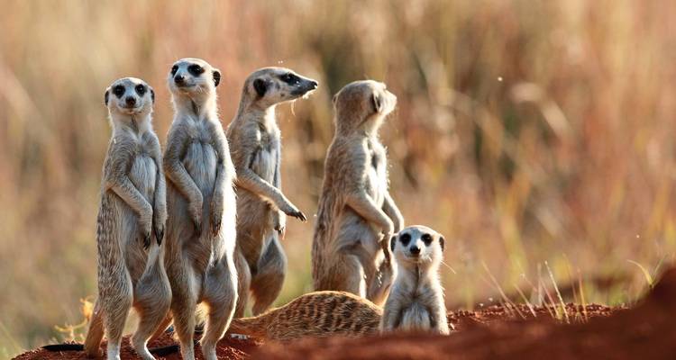 Groupe de suricates debout en alerte dans un champ herbeux.