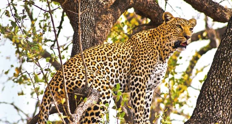 Safari romance - Botswana and Victoria Falls - DERTOUR 1