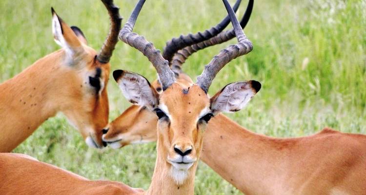 Safari romance - Botswana and Victoria Falls - DERTOUR 3