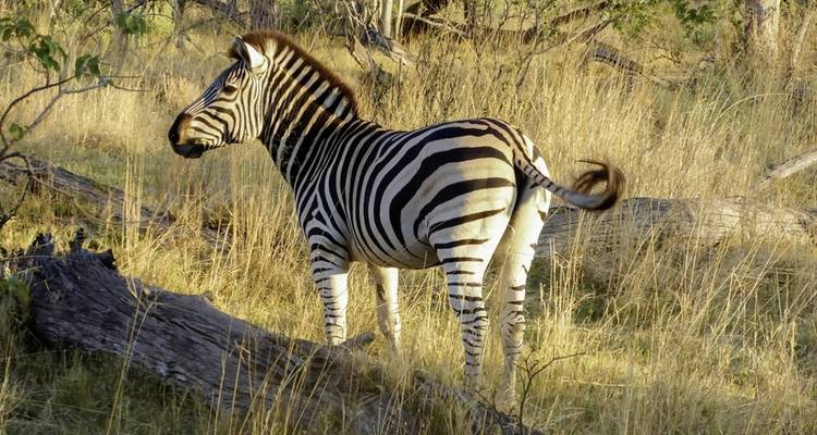 Safari romance - Botswana and Victoria Falls - DERTOUR 4