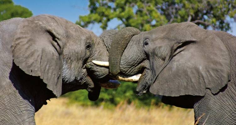 Safari romance - Botswana and Victoria Falls - DERTOUR 6