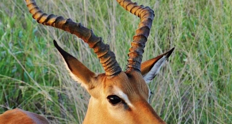 Safari romance - Botswana and Victoria Falls - DERTOUR 8