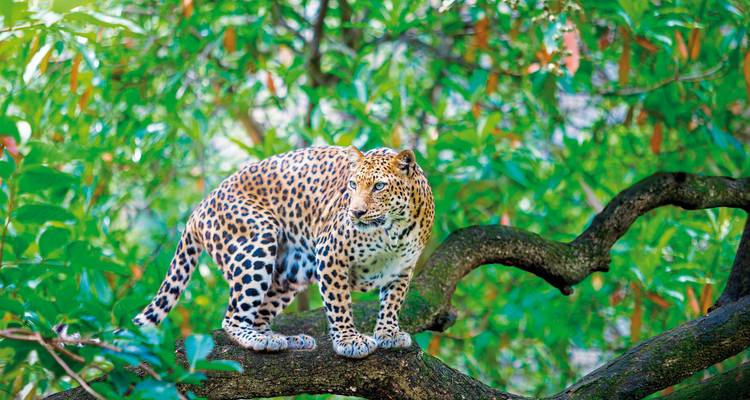 Leopardo posado en una rama en un bosque frondoso